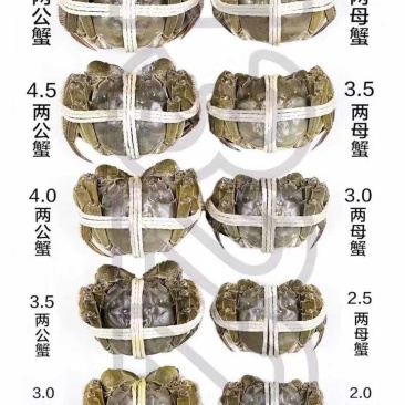 正宗江苏兴化大闸蟹中华绒鳌蟹一手货源底板干净满膏满黄