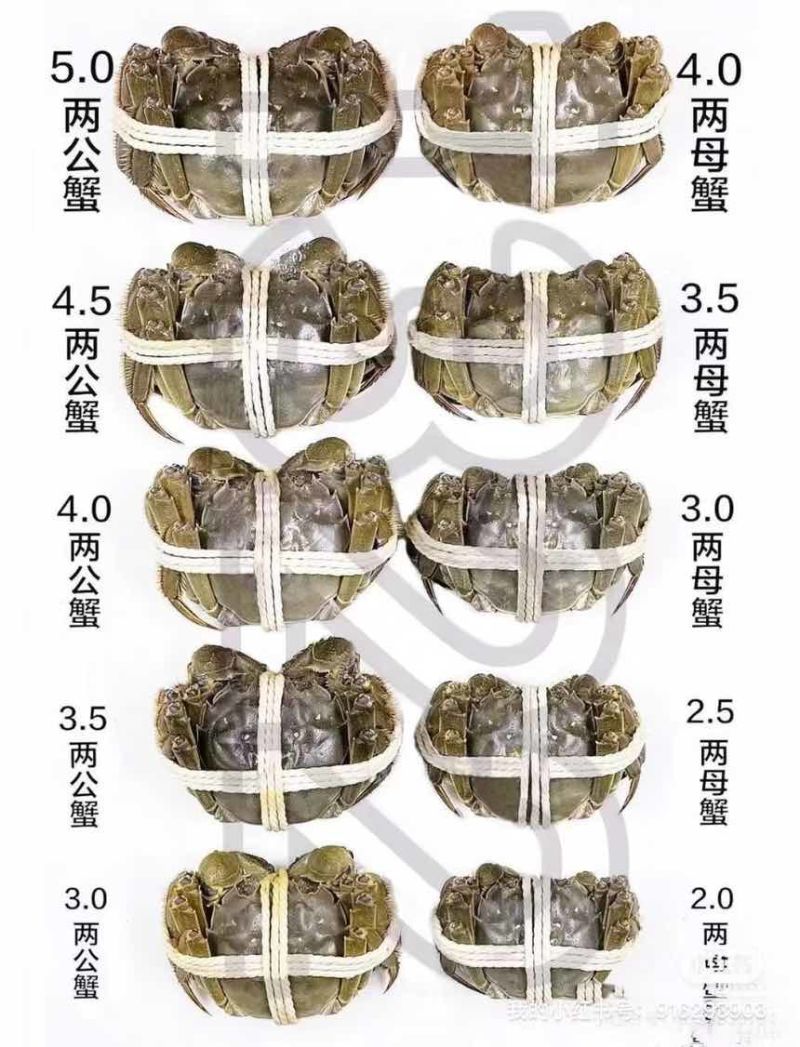正宗江苏兴化大闸蟹中华绒鳌蟹一手货源底板干净满膏满黄