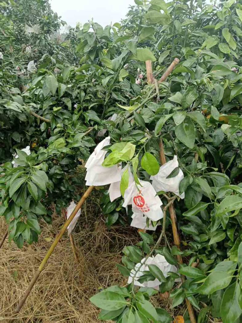爱媛果冻橙