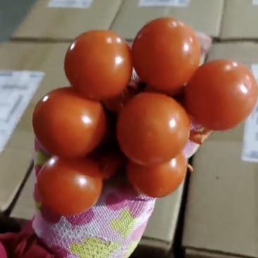 锦灯笼果