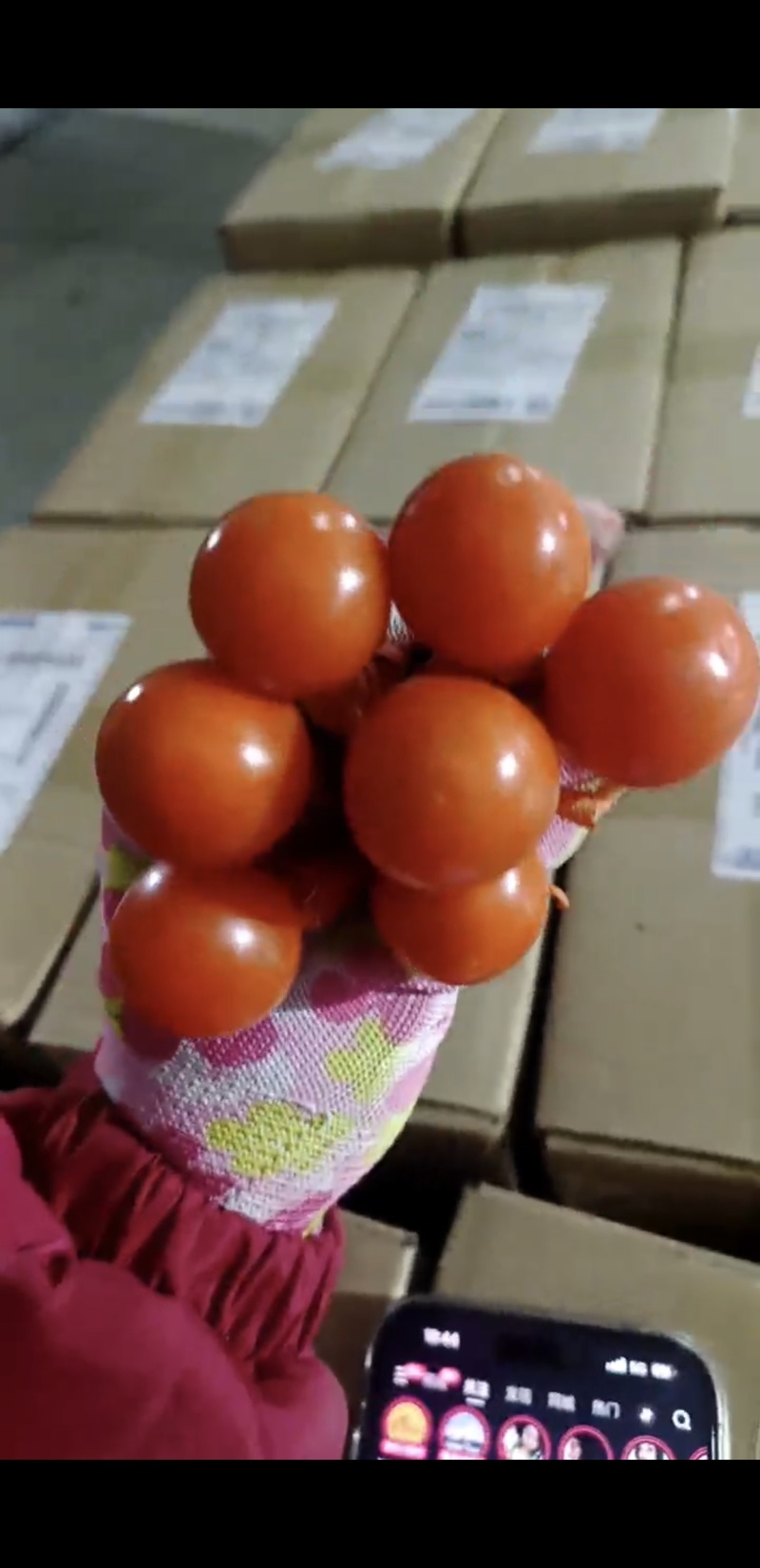 锦灯笼果