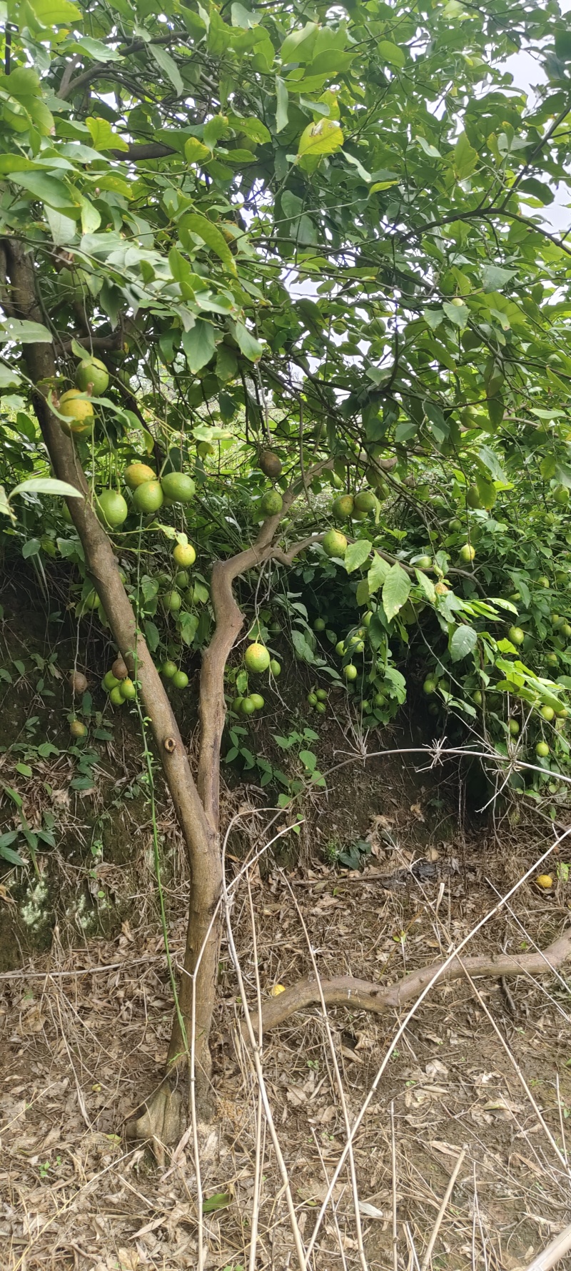 柠檬