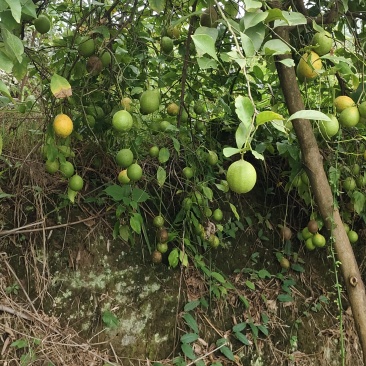 柠檬