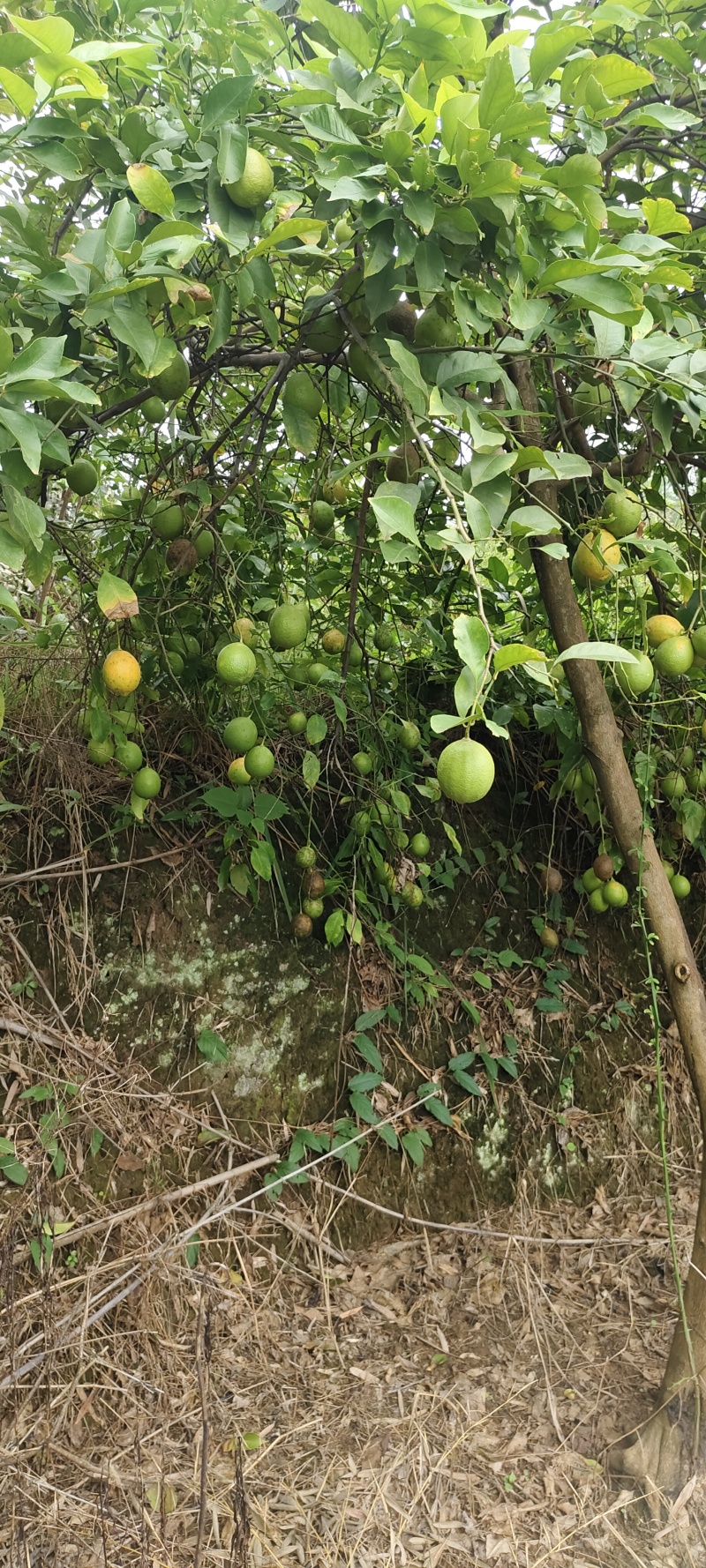 柠檬