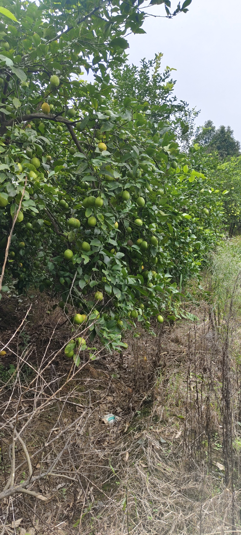 柠檬