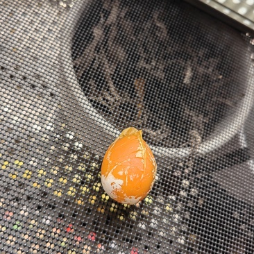 鸡宝