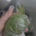 广东香水柠檬。