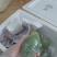 广东香水柠檬。