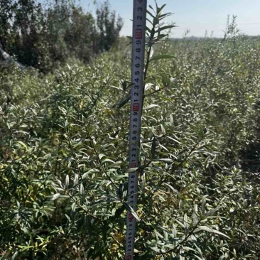 二年生大果深秋红沙棘苗自家种植基地产地直发