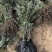 二年生大果深秋红沙棘苗自家种植基地产地直发