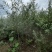 二年生大果深秋红沙棘苗自家种植基地产地直发
