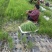 四季小葱