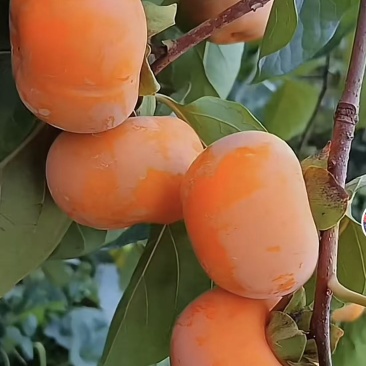 阳丰脆柿子