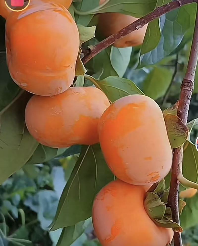 阳丰脆柿子