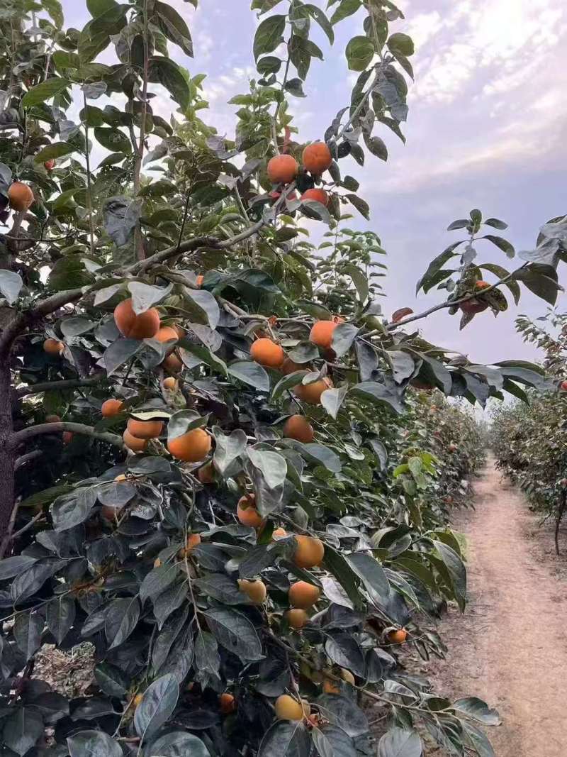 阳丰脆柿子