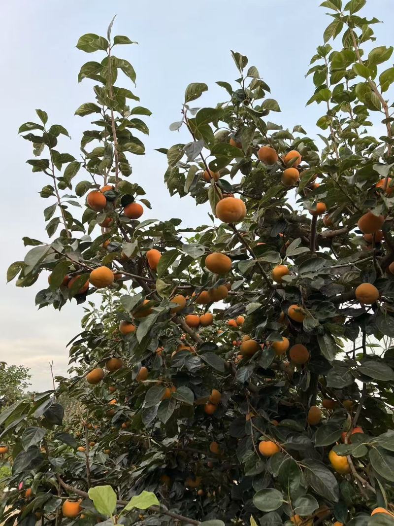 阳丰脆柿子
