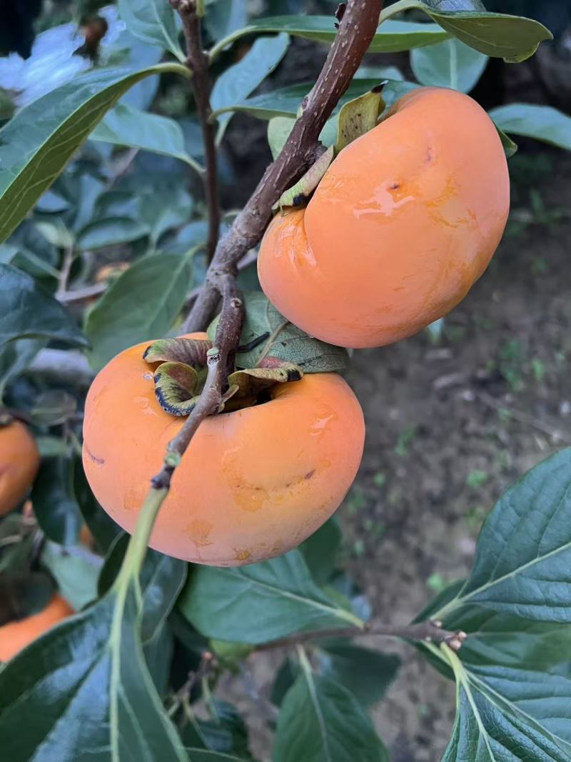 阳丰脆柿子