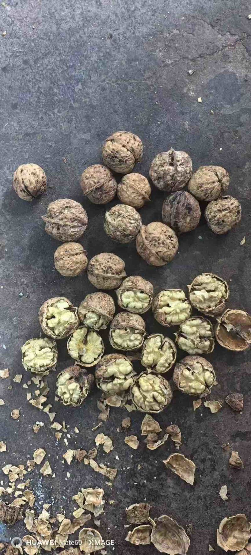 云南新大麻子核桃103185电商代发