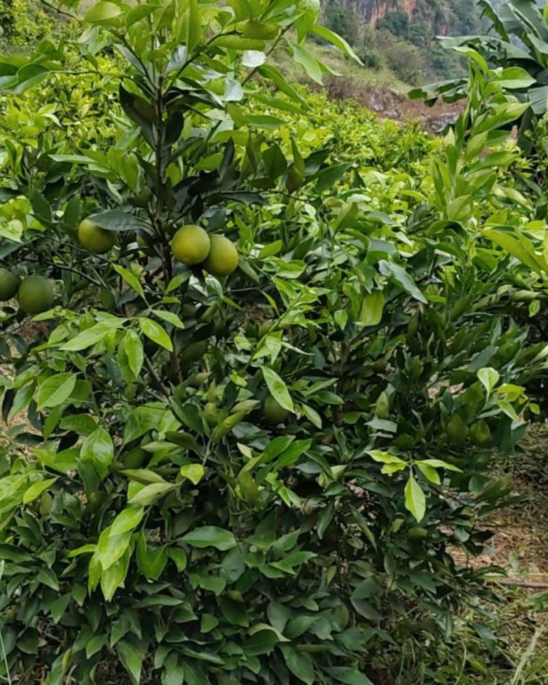 长叶香橙