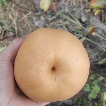 大梨