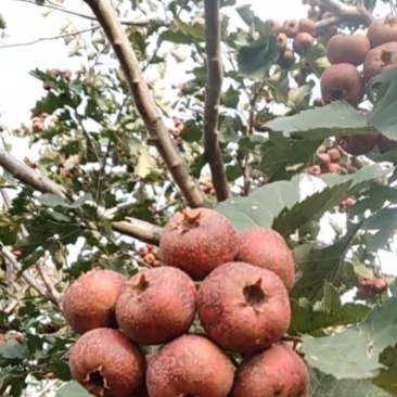 山楂