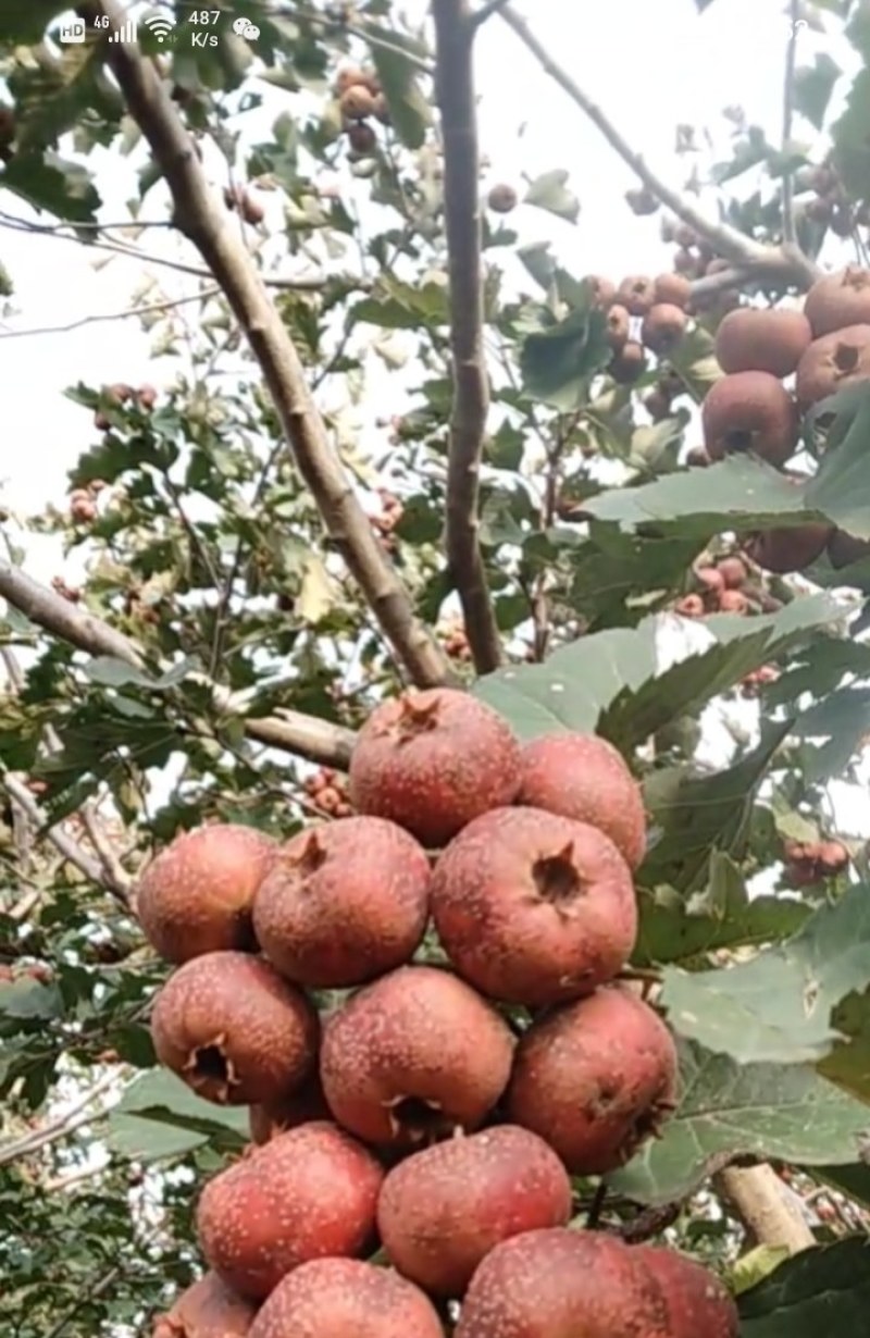 山楂