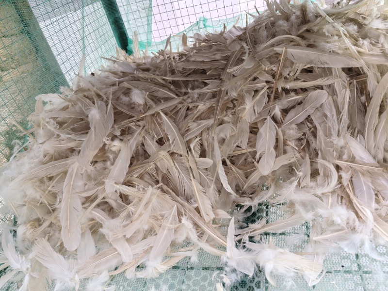 鸭毛鹅毛出售