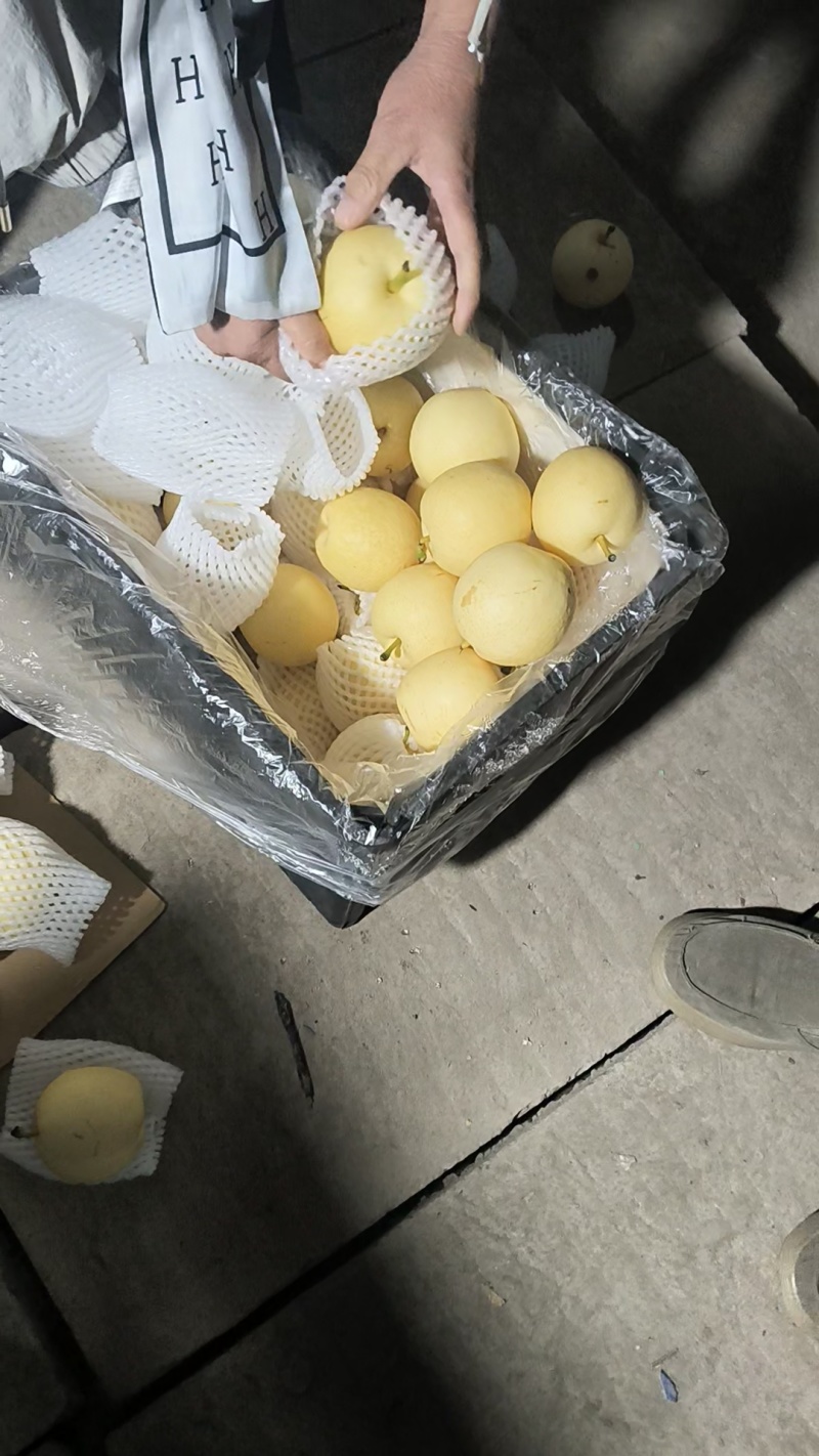 皇冠梨精品推荐河北赵县大量现货一手货源可视频看货