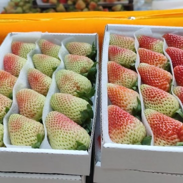 云南夏季蒙特瑞新鲜草莓