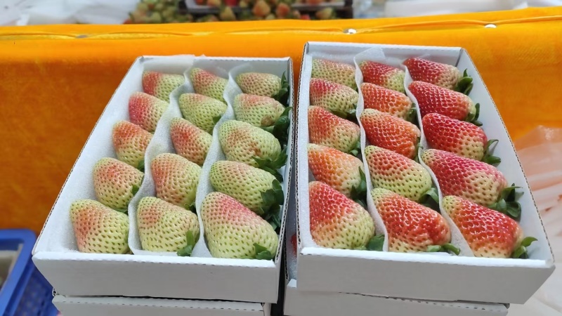 云南夏季蒙特瑞新鲜草莓