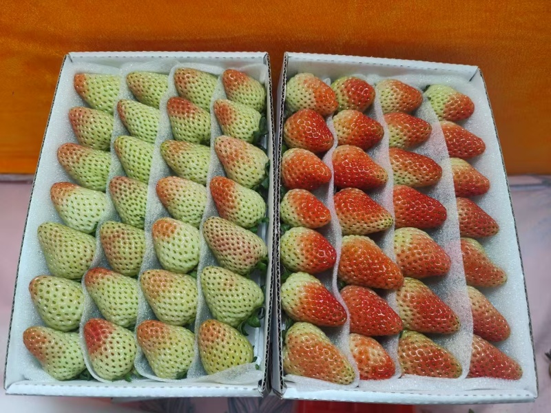 云南夏季蒙特瑞新鲜草莓