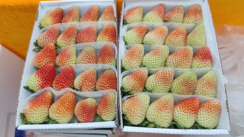 云南夏季蒙特瑞新鲜草莓