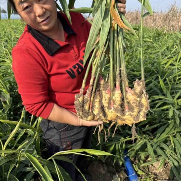 河南大姜