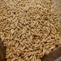 燕麦原粮（净粮）经过筛选的燕麦原粮