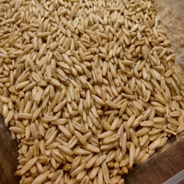 燕麦原粮（净粮）经过筛选的燕麦原粮