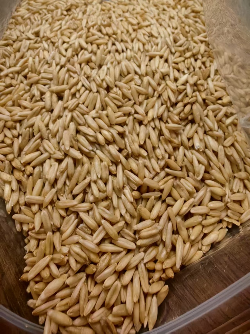 燕麦原粮（净粮）经过筛选的燕麦原粮
