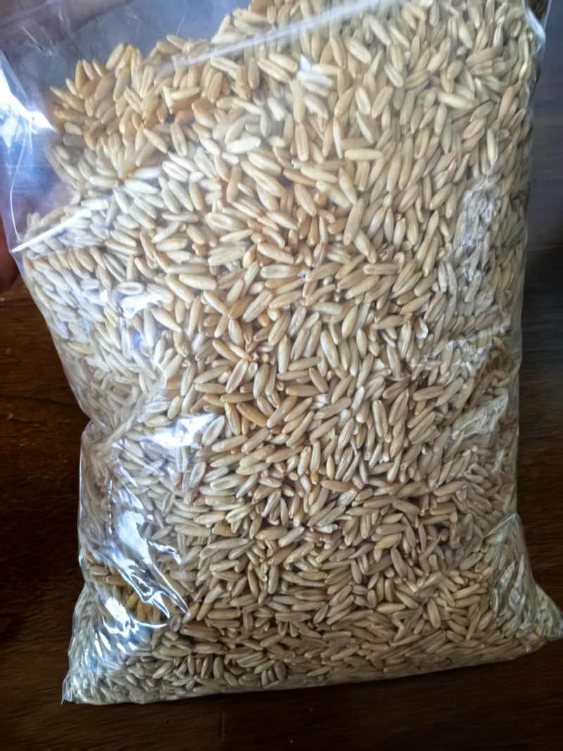 燕麦原粮（净粮）经过筛选的燕麦原粮