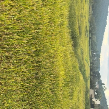 稻谷