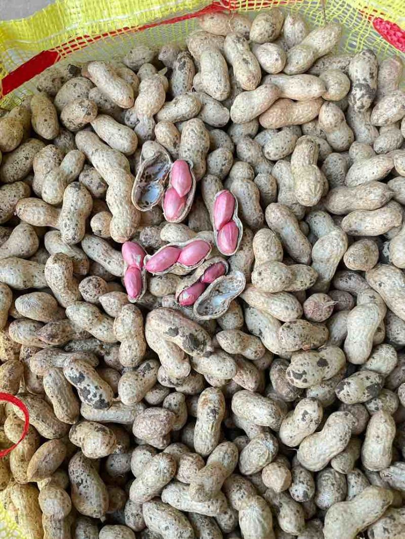 江苏鲜花生大量供应需要的老板联系