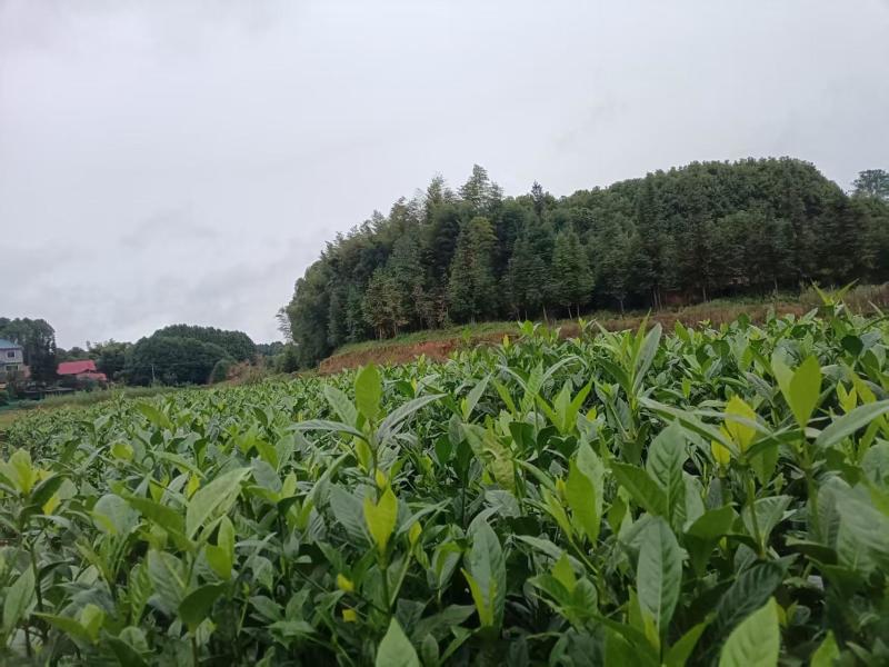 栀子苗