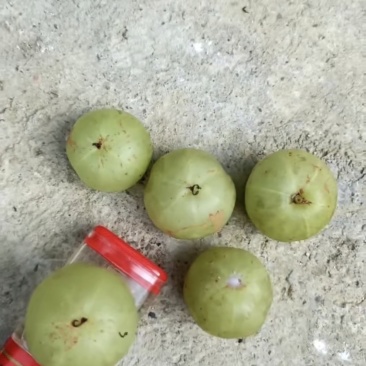 榨汁油柑，腌制油柑