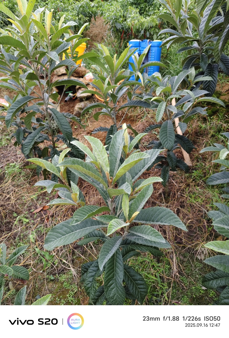 大五星枇杷苗上万棵