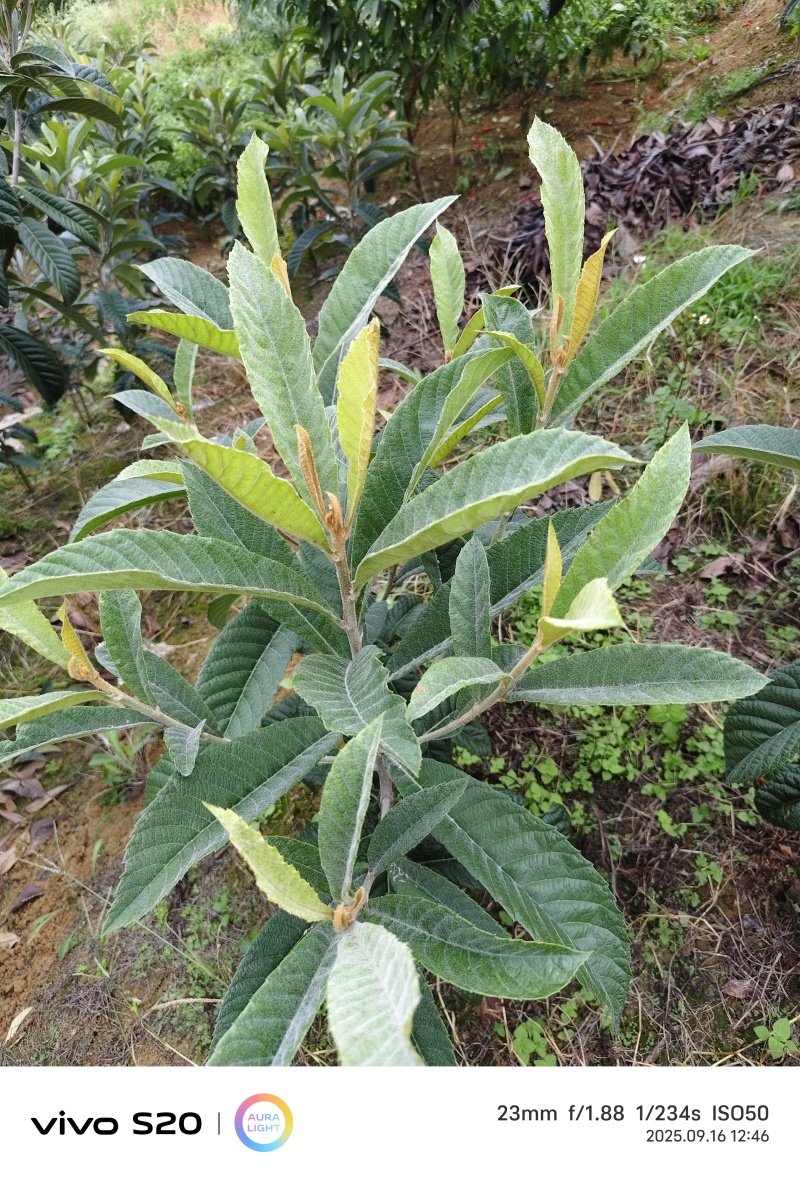 大五星枇杷苗上万棵