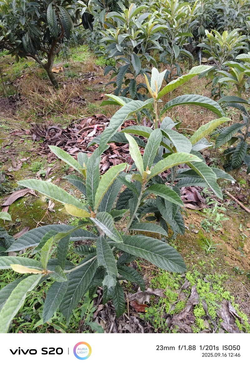 大五星枇杷苗上万棵