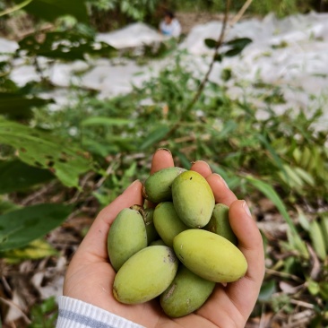 合江本地橄榄