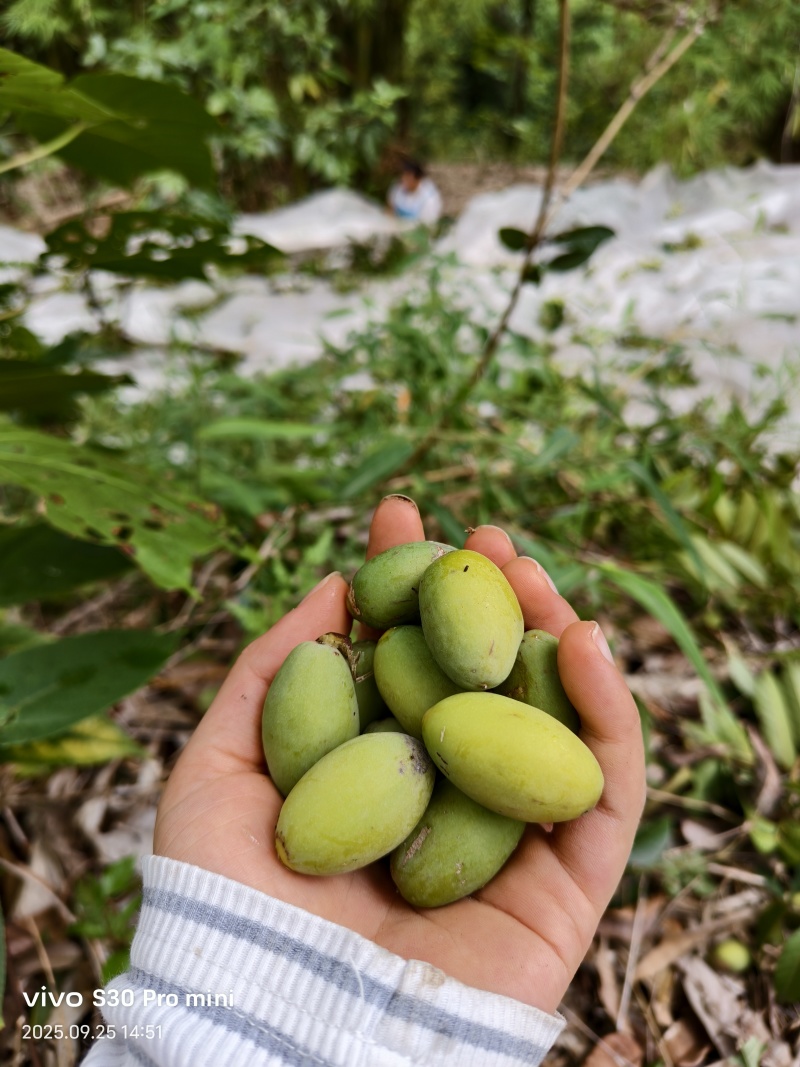合江本地橄榄