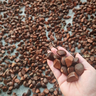 茶籽
