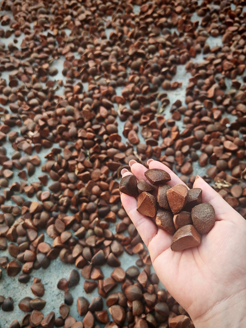 茶籽