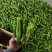 薄皮辣椒芜湖椒现货上市中欢迎各位老板联系诚信经营