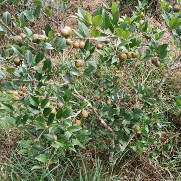油茶籽
